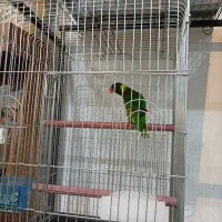 طوطی لوری سینه ببری|پرنده|عباس‌آباد, |دیوار