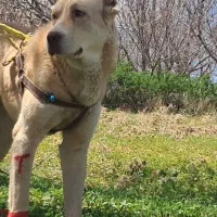 سگ سراب اصیل