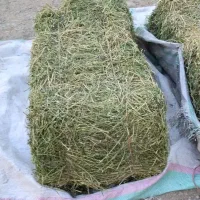 یونجه|حیوانات مزرعه|مسجد سلیمان, |دیوار