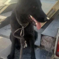 سگ ژرمن بلک اصل و خالص|سگ|رباط‌کریم, رباط‌کریم|دیوار