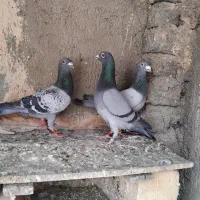 سبز المانی پرشی