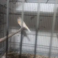 یک عددقناری ماده موزایکی یک هفته دیگه کاملن اماده