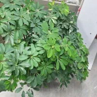 گیاه شفلرا گلدان بزرگ