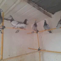 پلاکی اصلی|پرنده|ساوه, |دیوار