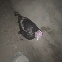 فوری فروش بقلمون