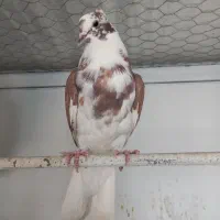 جوجه کبوتر پشت دار قرمز دم سفید پرشی|پرنده|تهران, هفده شهریور|دیوار