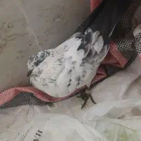 کبوترفروشی