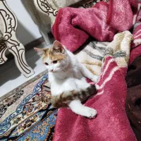 گربه خونگی|گربه|هشتگرد, هشتگرد قدیم|دیوار