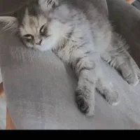 واگذاریگربه