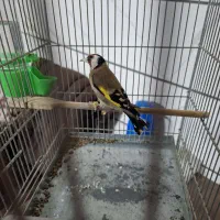 سهره جوجه قفس نازار|پرنده|بروجرد, |دیوار