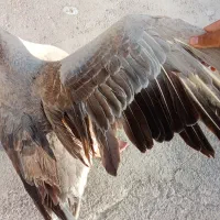 غاز|حیوانات مزرعه|تهران, میدان ولیعصر|دیوار