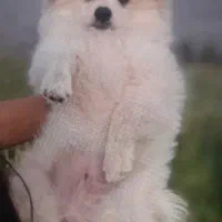 توله پامر عروسکی