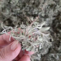 چای کوهی..اویشن کوهی