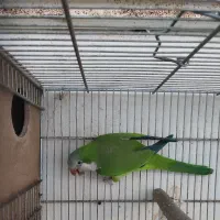 طوطی راهب سبز نر بالغ