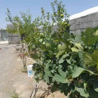 گلخانه|فروش دفتر صنعتی، کشاورزی، تجاری|قم, هنرستان|دیوار