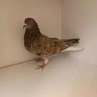 کفتر سرور دم سفید