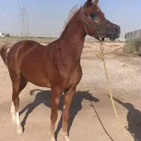باسلام اسب نریون|اسب و تجهیزات اسب‌سواری|اهواز, کوی مهدیس|دیوار