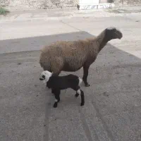 میش بره