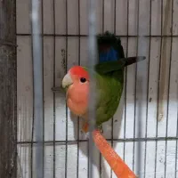 طوطی کوتوله