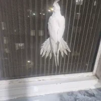 عروس هلندی مولد|پرنده|رشت, استقامت ۲|دیوار