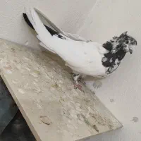 کفتر کلدوم گرفتنی