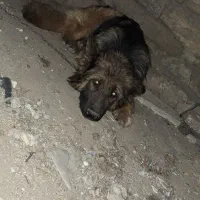 سگ.