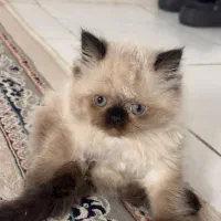 توله گربه هیمالین
