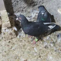 سه تا کبوتر به شرت دو تا قره ویک کوهی|پرنده|شیراز, حجت آباد|دیوار