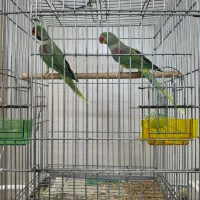 شاه طوطی (اسکندی)