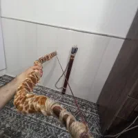 کمان تمرینی و زینتی