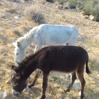 الاغ ماده ابستن ۸ماهه باکره ۱ساله
