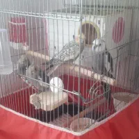 عروس هلندی|پرنده|همدان, |دیوار