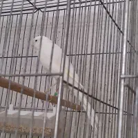 قناری رسمی بلند