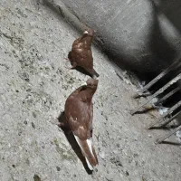 یک جفت سرخ دم سفید چشم نوک ۱۴دم مفت