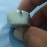 شجر عقیق