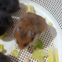 بچه همستر|موش و خرگوش|کرمان, |دیوار