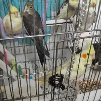 تعدادی عروس هلندی سالم وسرحال