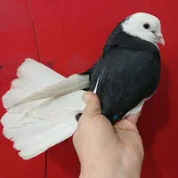 کفتر گم شده