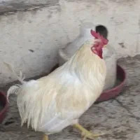 خروس‌و مرغ
