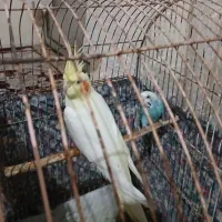 طوطی عروس و مرغ عشق