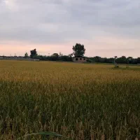 زمین کشاورزی سند دار (تکبرگ)