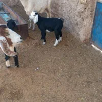 دوعددبز زاییده|حیوانات مزرعه|جلگه ماژان, |دیوار