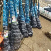 فروش نهال بادام اذریکساله فقط۵۰ هزار