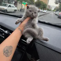 پیشی های جذاب