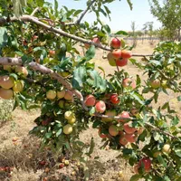 باغ شهر منطقه کودیان مجتمع مبین۲|فروش زمین و ملک کلنگی|شیراز, شهرک قمشه|دیوار