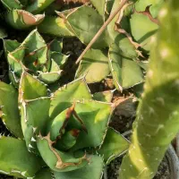 اگاو کاکتوس|گل و گیاه طبیعی|ری, هاشمآباد|دیوار