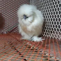 تخم نطفه دار وجوجه ابریشمی|حیوانات مزرعه|مشهد, شهرک رازی (شهرک غرب)|دیوار