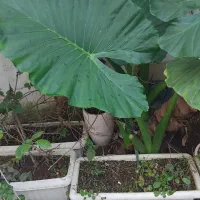 گل بابا آدم