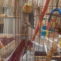 عروس هلندی و دوتا بچه اش