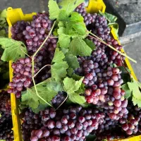اجاره غرفه در میدان تره بار